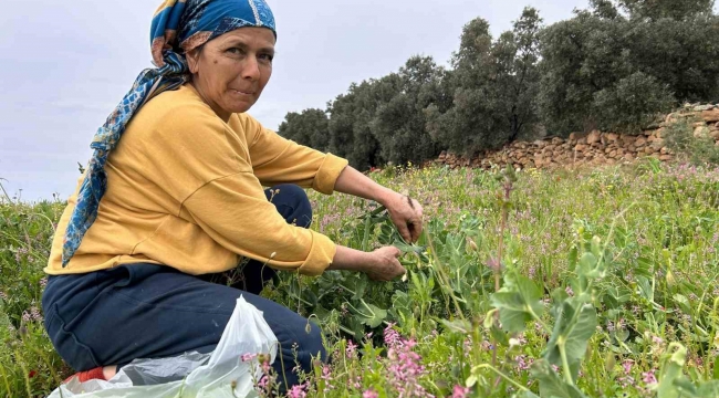 Deprem bölgesinde alternatif ürün olarak üretilen bezelyede hasat başladı