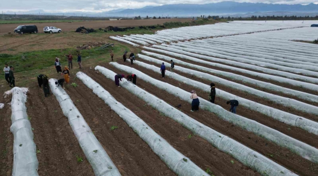 Erkenci karpuzda ilk hasat mayıs sonunda bekleniyor