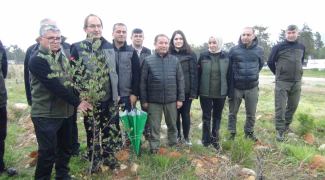 Mersin'de yanan 12 bin 946 hektar ormanlık alana 4 milyon fidan dikildi