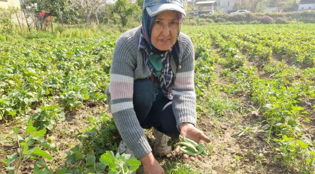 Açık havada yetişen erkenci fasulyede hasat başladı