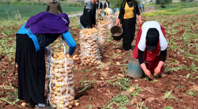 Adana'da turfanda patates hasadı başladı