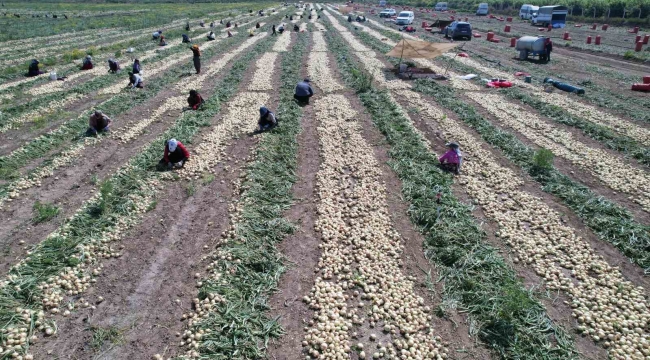 Adana'da turfanda soğan hasadı başladı