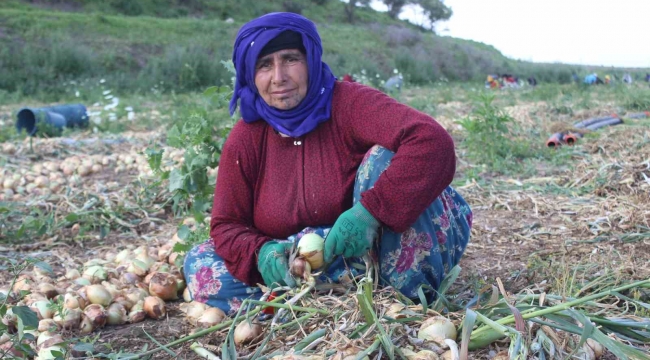 Amik Ovası'nda sıcak havada zorlu hasat: Soğan tarlada 17 TL'den alıcı buluyor