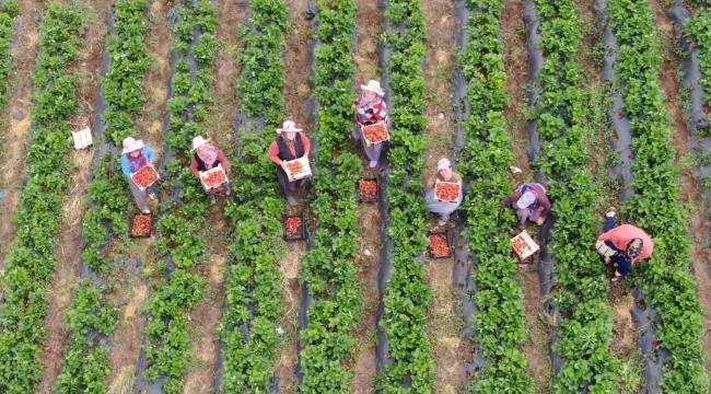 Enkaz kentte yüz güldüren çilek hasadı: Tarladan 70 TL'den alıcı buluyor