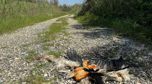 Hatay'da göç yolundaki leylekleri silahla vurdular