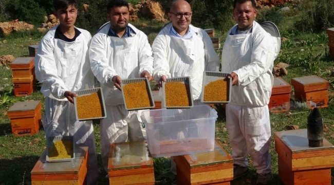 Kilosu bin TL: Sağlık açısında altın değerindeki polende hasat başladı