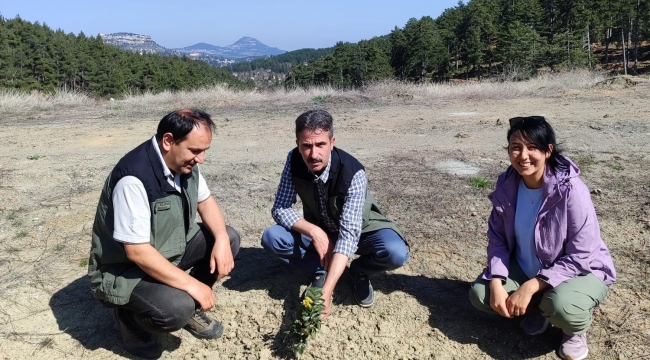 Kömür Ocağı Bal Ormanı, 'örnek bal ormanı' haline geldi