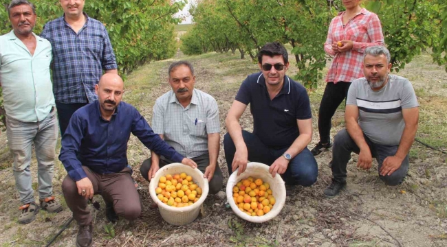 Mersin'de açık alanda kayısı hasadı başladı