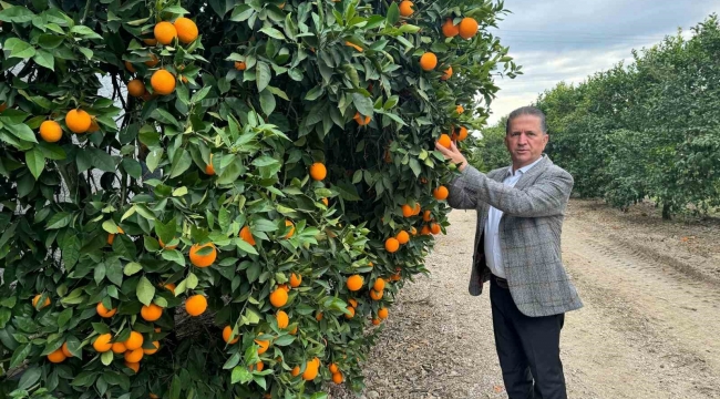 Nisan'da portakal çiçeği kokan Çukurova, narenciye üretiminde Türkiye birincisi