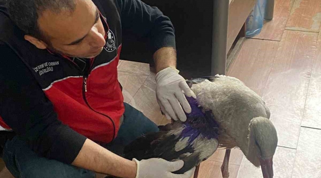 Samandağ'da yaralı leylek tedavi altına alındı