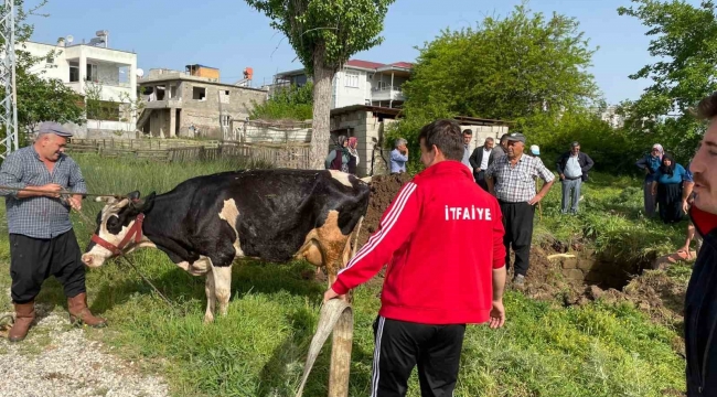 Su kuyusuna düşen koyun ve inek kurtarıldı