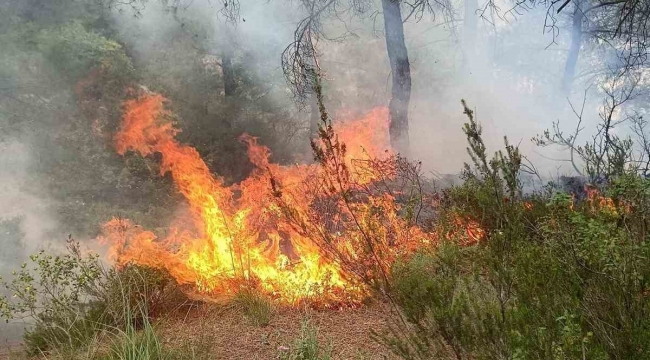 Yayladağı'nda ormanlık alanda çıkan yangın söndürüldü