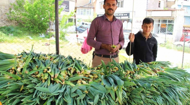 Binboğa Dağından çiriş toplayıp satıyor